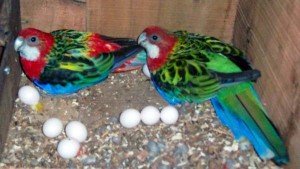 Hand-reared Parrots and Parrot Eggs