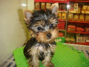 Female Teacup Yorkie puppy for rehoming