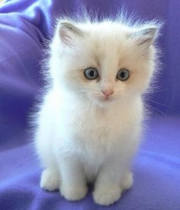 Ragdoll Kittens - Registered Pedigree