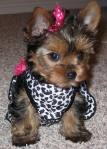 Lovely and cute teacup yorkie for adoption