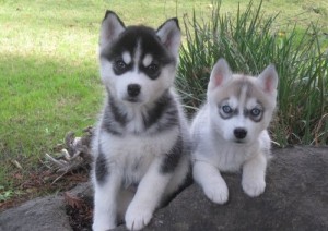 Potty Trained  Blues Eyes Siberian Huskies Puppies   texts  pics (323) 989-4214