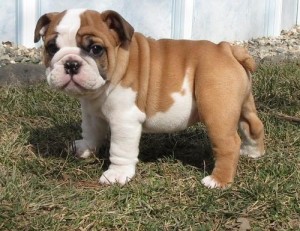 English bulldogs puppies for sale