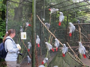 Congo African Grey