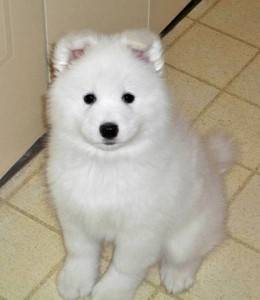 Samoyed puppy for adoption