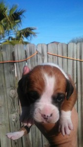 Female Boxer puppy