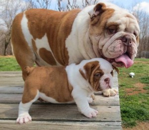 English Bulldog puppies $480