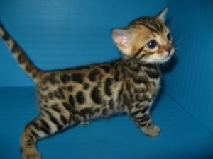 Bengal Kittens Available now