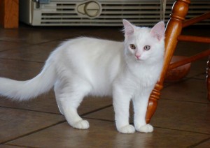 Seal Lynx Point Ragdoll Kitten