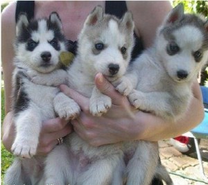Intelligent Siberian Husky Puppies