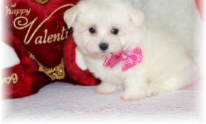 Stunning Maltese Puppies