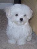 Cute Maltese Puppies