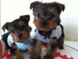 Very Cute Yorkie