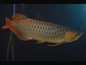 Healthy and the most colorful Aquarium Arowana Fishes For Sale