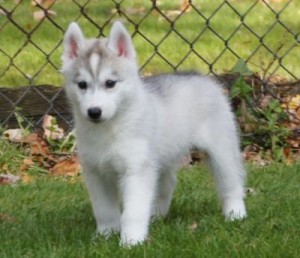 Siberian husky