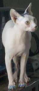 Sphynx Kittens for Sale in Soldotna