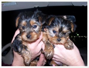 Cute Teacup Yorkie Pups