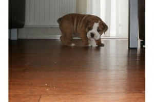 Healthy English Bulldog Pups