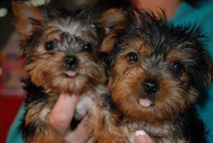 AKC Yorkie Puppies Available