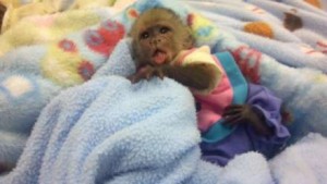 Tamed Lovey Capuchin Ready For Good Homes