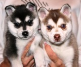 Adorable Male/Female Siberian Husky Puppies Available