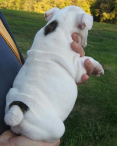Charming English Bulldog Puppies