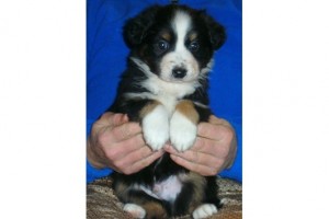 Cute Alaskan Malamute Puppies