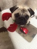 Cute and Adorable Pug Puppies for Adoption