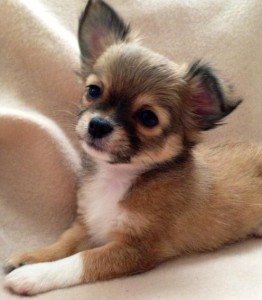 Charming Chihuahua Puppies
