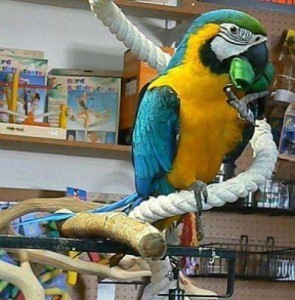 Blue &amp; Gold Macaw