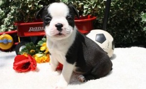 Boston Terrier Puppy