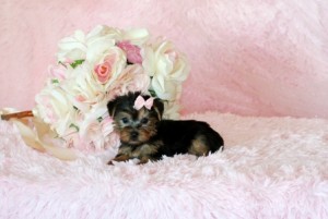 Yorkshire Terrier Puppy