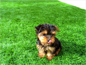 AKC Female Yorkie puppy for  Sale