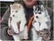 Pure-Bred, Blue Eyed, Siberian Husky Puppies