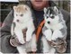 Beautiful Siberian Husky Puppies Available!