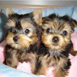 Charming Teacup Yorkies