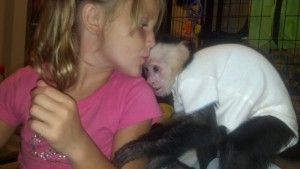 Male White Face Capuchin Monkey Infant For Sale