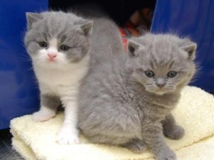 Male British shorthair kittens 10 weeks old