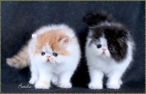 Pure breed Persian kitten - 100%