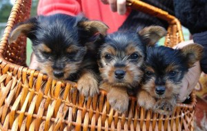 Potty Trained Yorkie Puppies