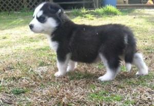 Siberian Husky Puppies With Charming Blue Eyes