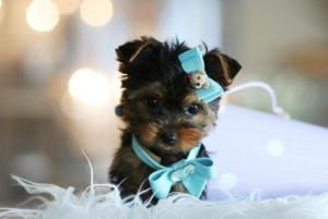 Yorkshire Terrier Puppy