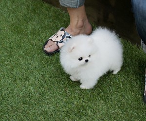 Registered Pomeranian Puppy