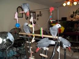 African grey parrots and fertile hatching eggs