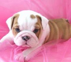 Charming English Bulldog Puppies