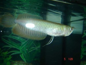 Arowana fish, Marine FIsh, Corals and Accessories  - $450.00