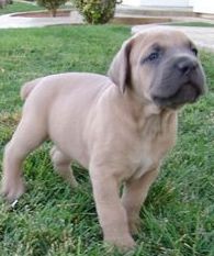 Cane Corso Puppies