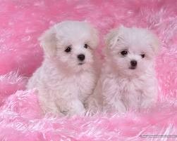 Two Maltese Puppies (Boy &amp; Girl)