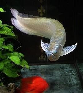 Gold Head Arowana fish for sale