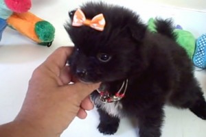 Teacup Pomeranian Puppies for Re-homing