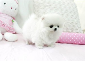 Lovely Female Pomeranian Puppy for free adoption